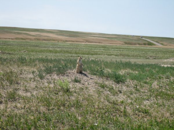 Badlands Prairie Dog