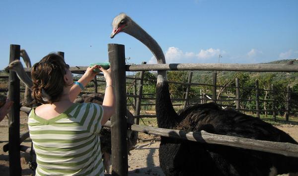 Ostrich Feeding