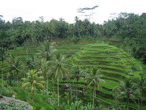 Tegallalang Rice Terraces