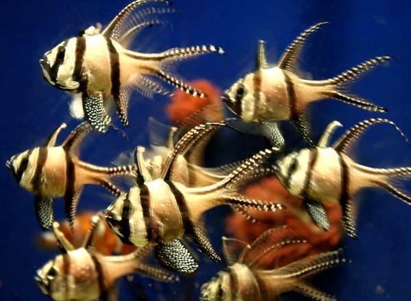 Cool fish in the Genova acquarium