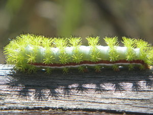 IO moth caterpillar