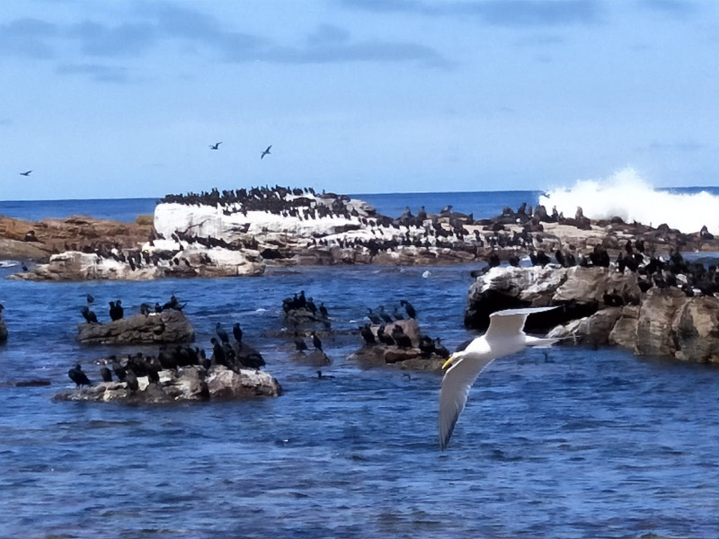 Seals,  cormorants,  gulls. 