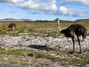 More ostriches 