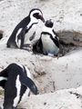 Penguins