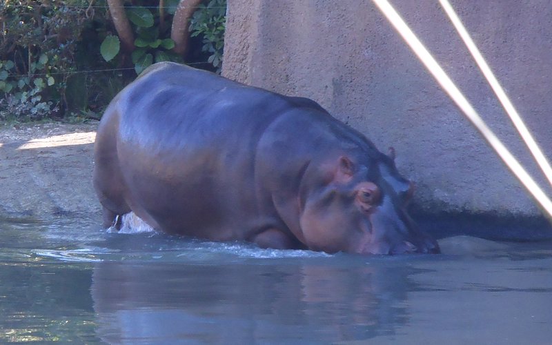 hippo swim