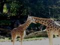 giraffe hug