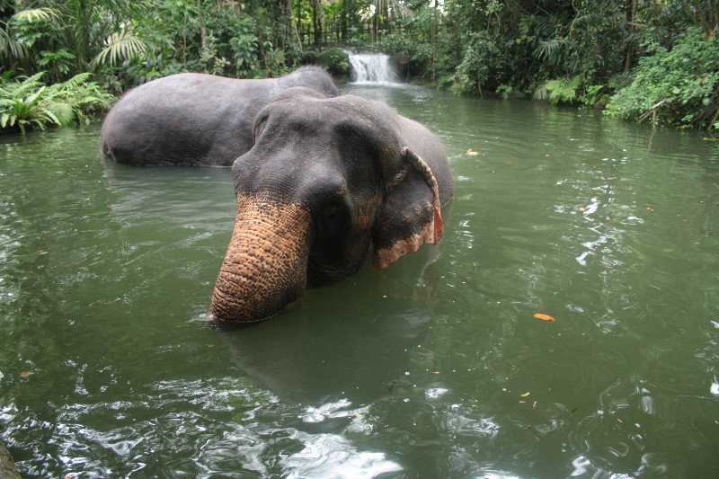 Elephants at Singapore Zoo