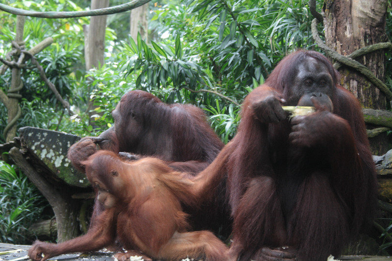 Orangutans at Breakfast