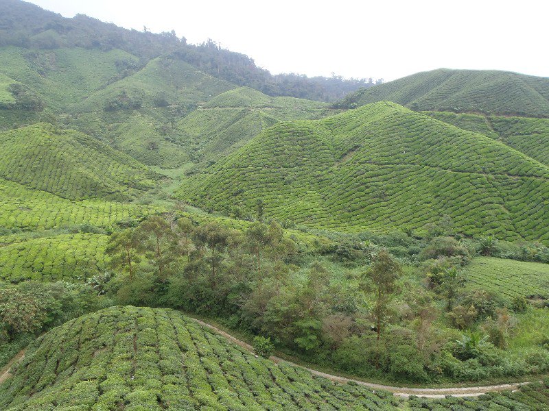 Mountains of Tea