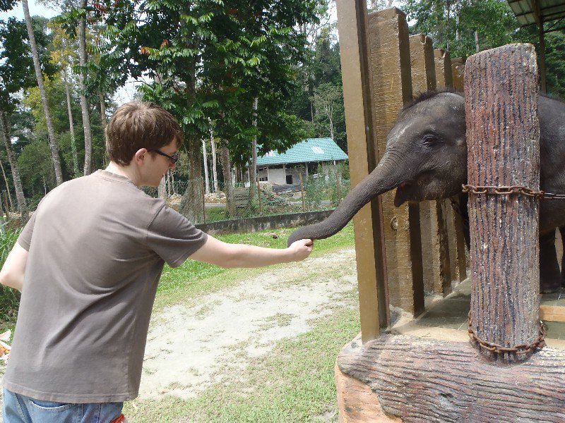 Jesse feeding one of the younger elephants