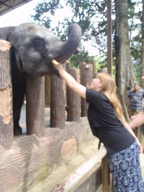 Tasha feeding Rajah the elephant