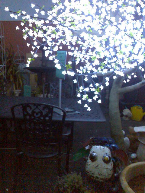 Half-crazed  looking sheep and fairy lit tree