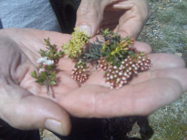 Hardy flora from Mount Wellington