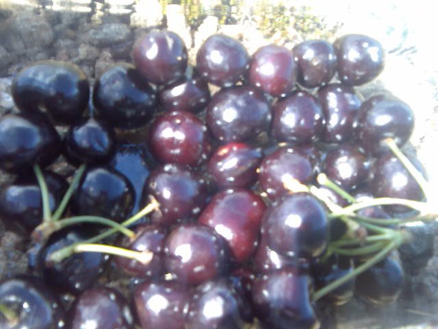 These cherries are like jewels in the sun. Delicious too.