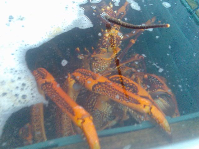 GIANT crayfish in the tanks at Hursey's seafoods