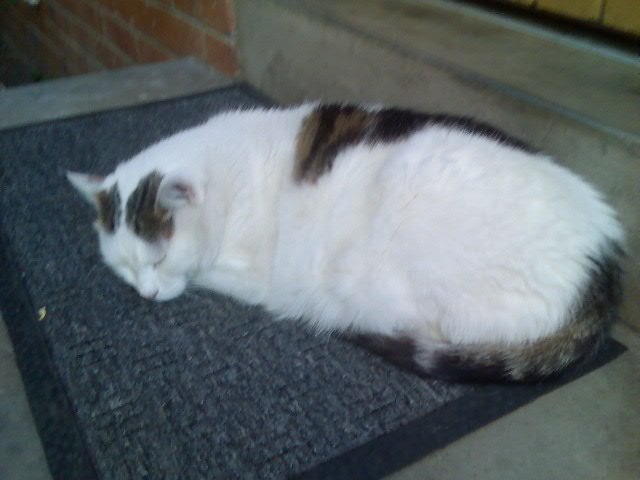 This is Fuji, resident large, lazy, lovely resident cat from Launceston Backpackers