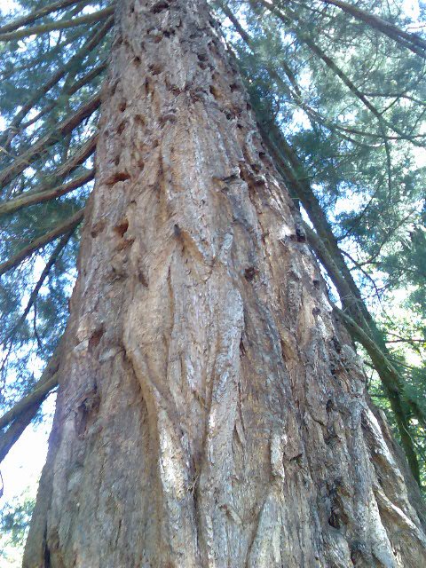 Magnificent tree, Cataract Gorge