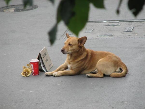 A Begging Dog