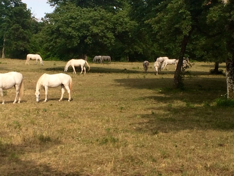 Lippizaner horse farm
