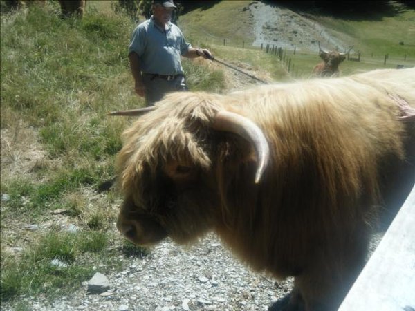 Highland cow (or steer)
