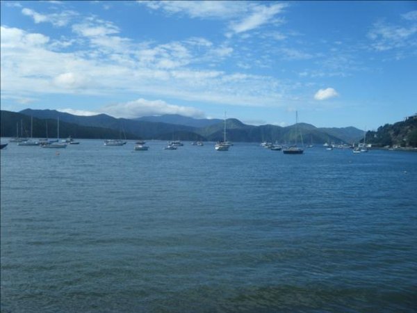 Waikawa marina in sunshine