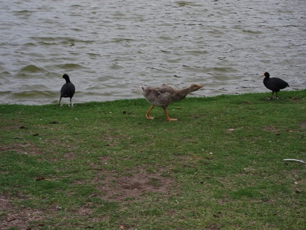 Duckling!