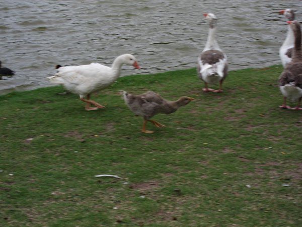 Duckling!!