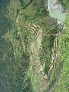 Rice terraces 