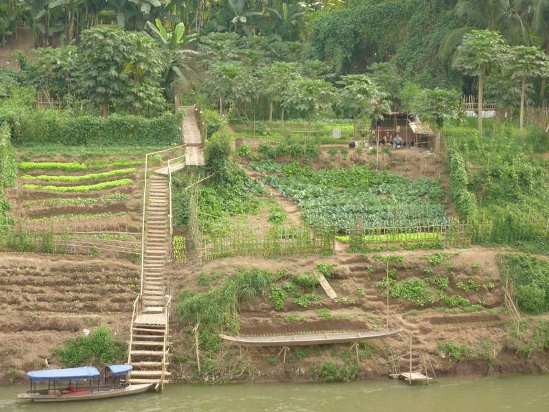 Farming terraces
