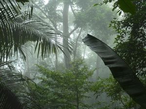 Early morning jungle fog