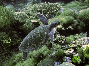 Ridley Turtle