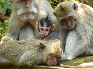 Family of macaques