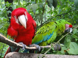 Macaw and Amazon