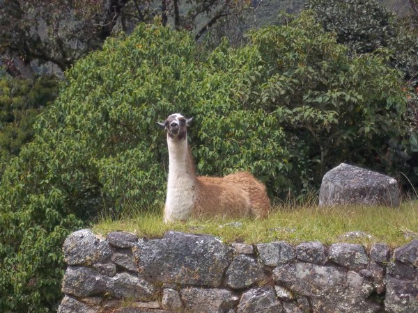 Posing Llama, Machu Picchu