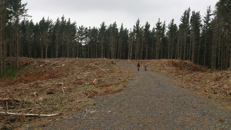 Logging Field