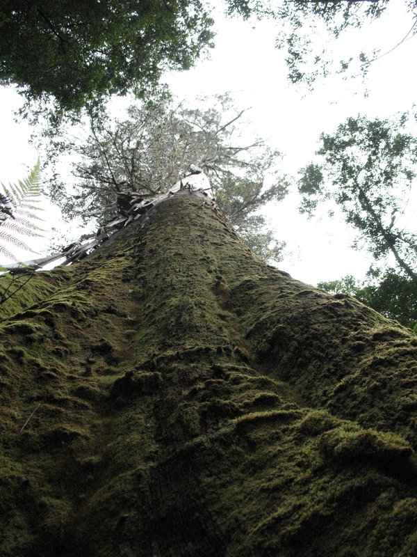 Strathgordon (Big Tree Reserve) (3)