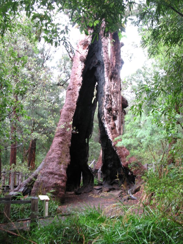 Giant Tingle Tree (Walpole Wilderness Area)