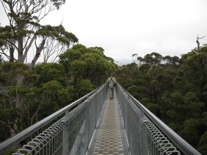 Tree Top Walk (Valley of the Giants) (6)