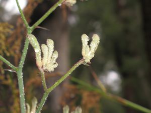 Walpole Wilderness Area (4)