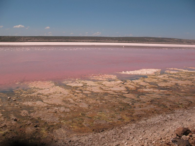Pink Lake (Gregory) (2)
