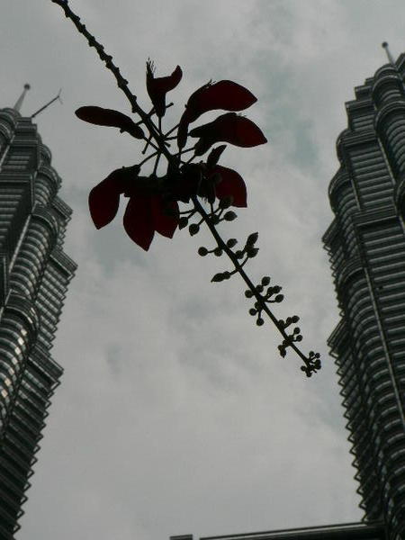 A flower between the towers