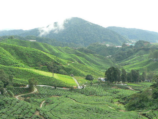 Tea Hills