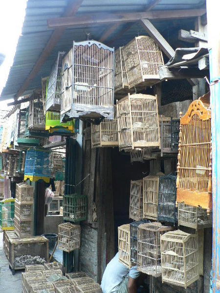 Yogya's Bird Market