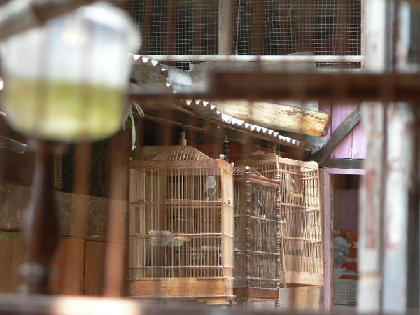 Looking through the cage