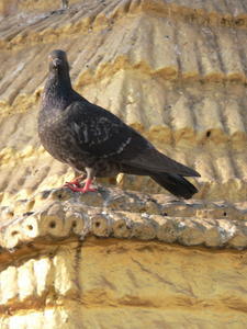 Shwedagon Dove