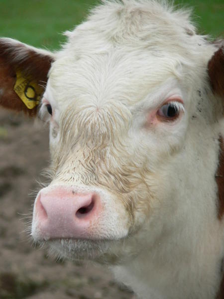 One of the cows