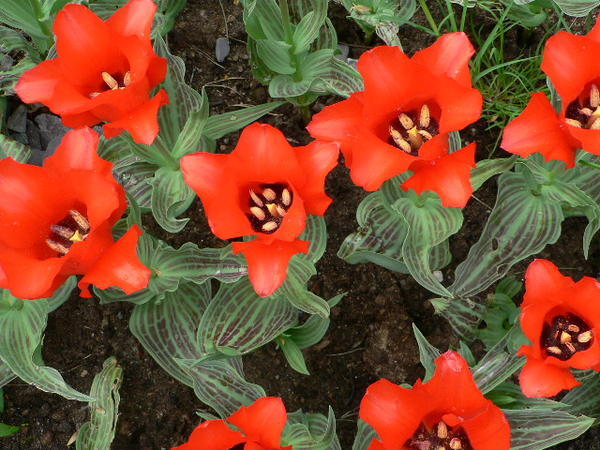 Some Red Flowers