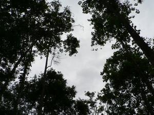 Canopy of Trees