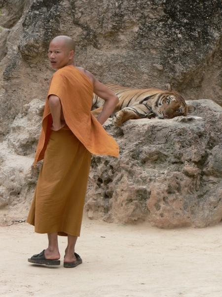 Monk with sleeping tiger