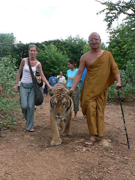 Walking the tiger home